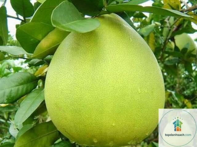 Bưởi Năm Roi Bình Minh - Hình 3