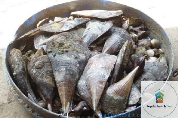 Còi biên mai Phú Quốc - Hình 4