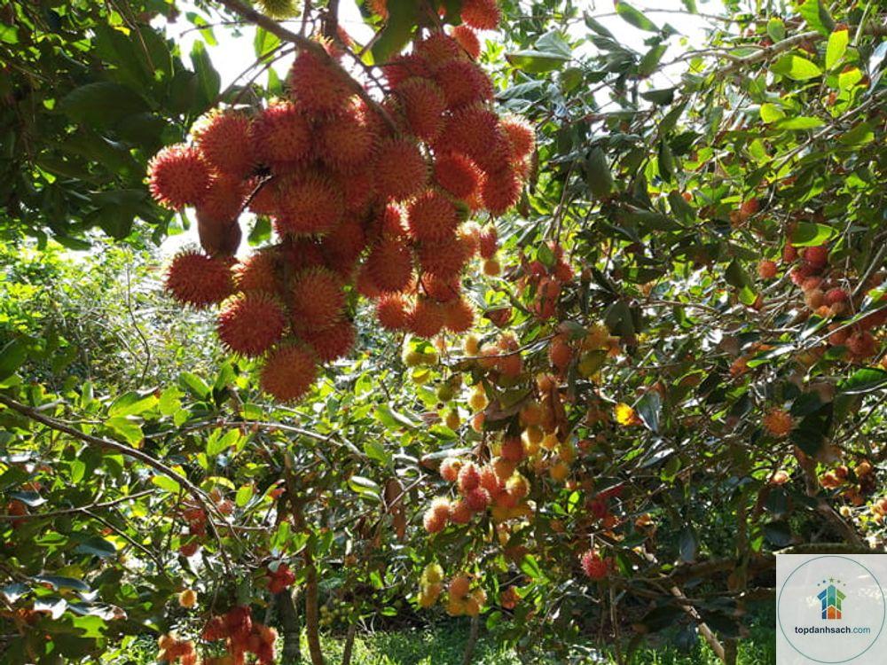 Cồn Quy Tiền Giang - Hình 4