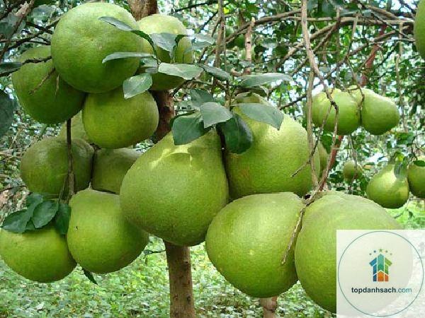 Đặc sản Bình Minh - Hình 2