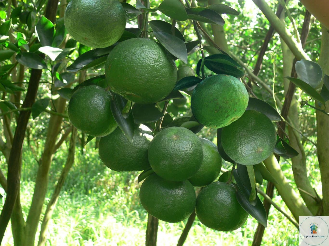 Đặc sản Cái Bè - Hình 3