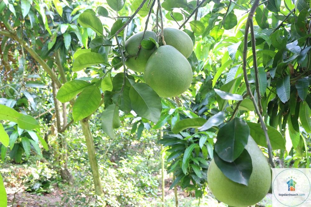 Đặc sản Cái Bè - Hình 4