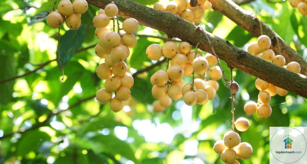 Đặc sản Phong Điền