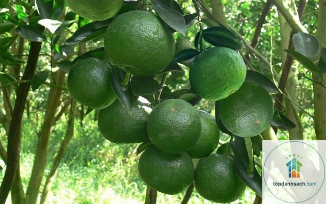 Đặc sản Phong Điền - Hình 2