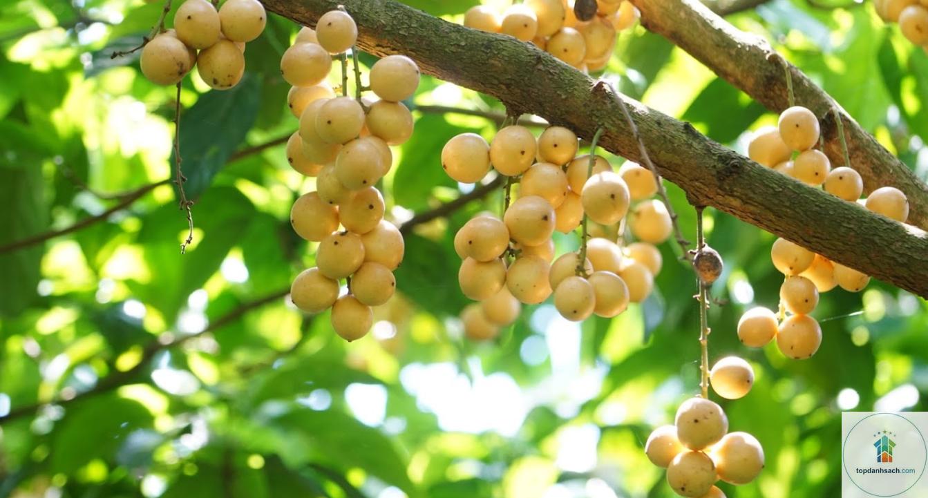 Đặc sản Phong Điền - Hình 1