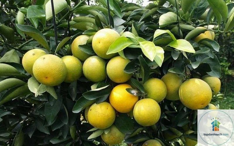 Đặc sản Trà Ôn - Hình 3