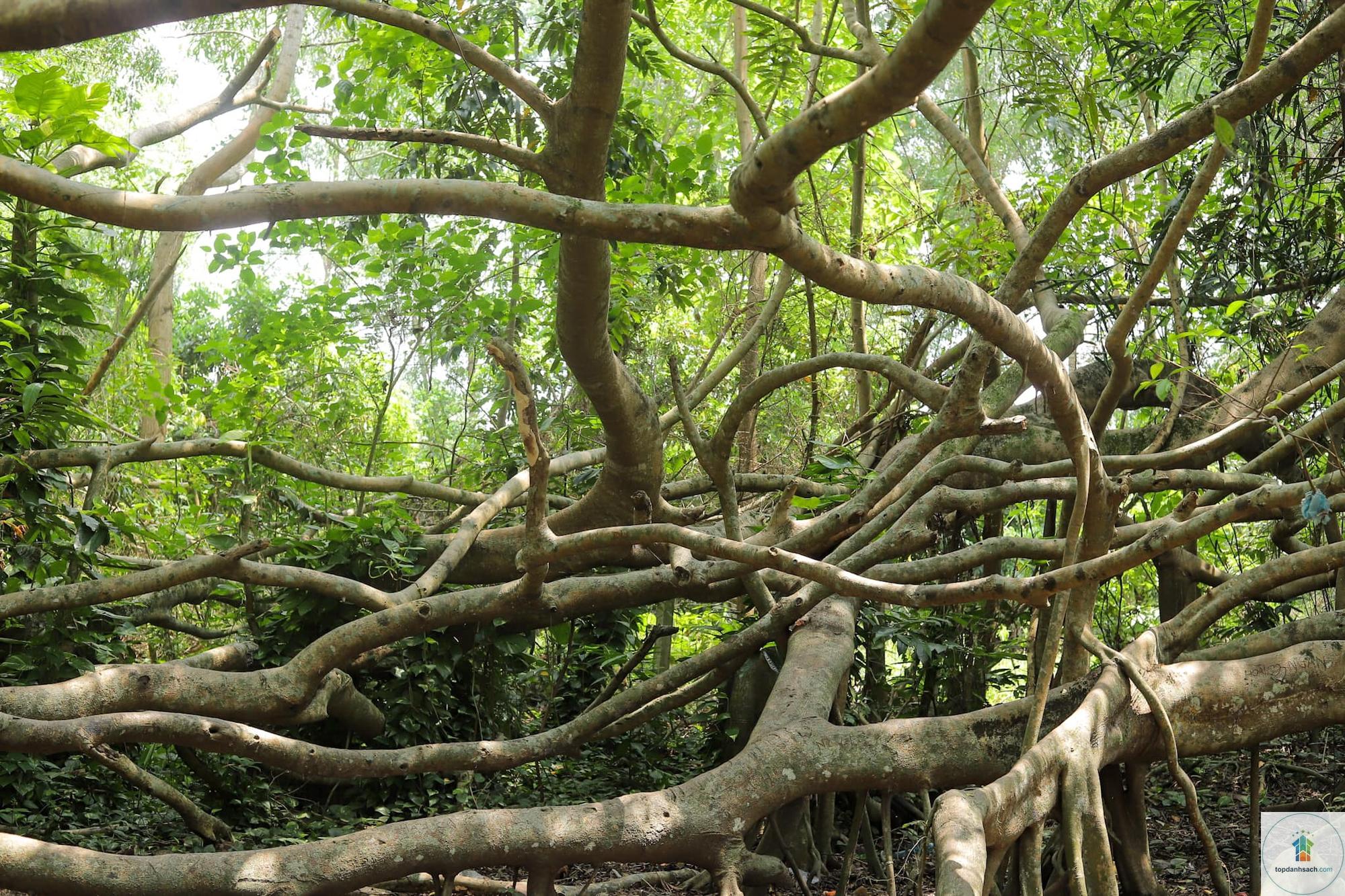 Di tích Giàn Gừa - Hình 2