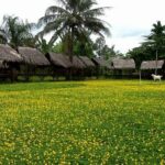 Khu du lịch Hàm Luông – Thiên đường sinh thái bên dòng sông xứ dừa Bến Tre Khu du lịch Hàm Luông