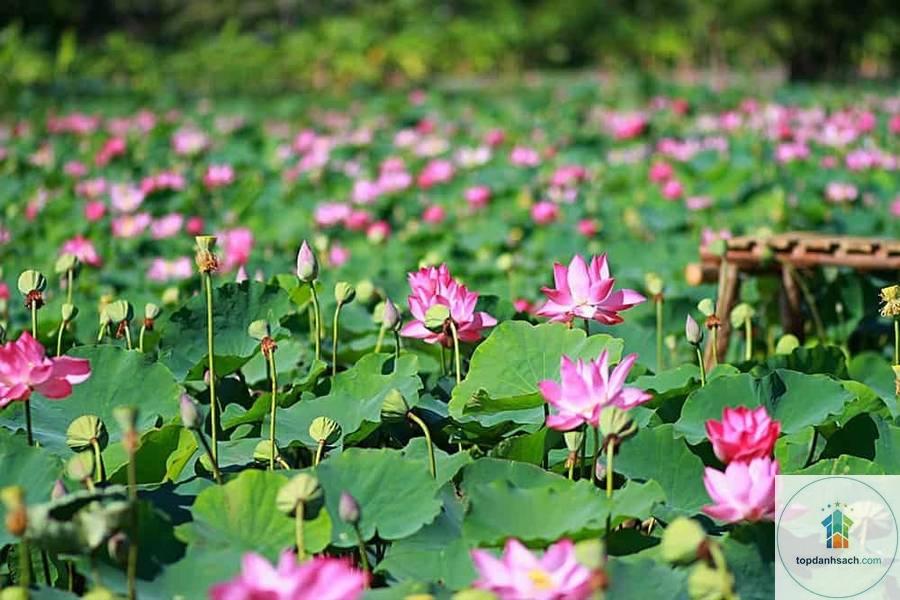 Khu du lịch Sinh thái Đồng Sen - Hình 2