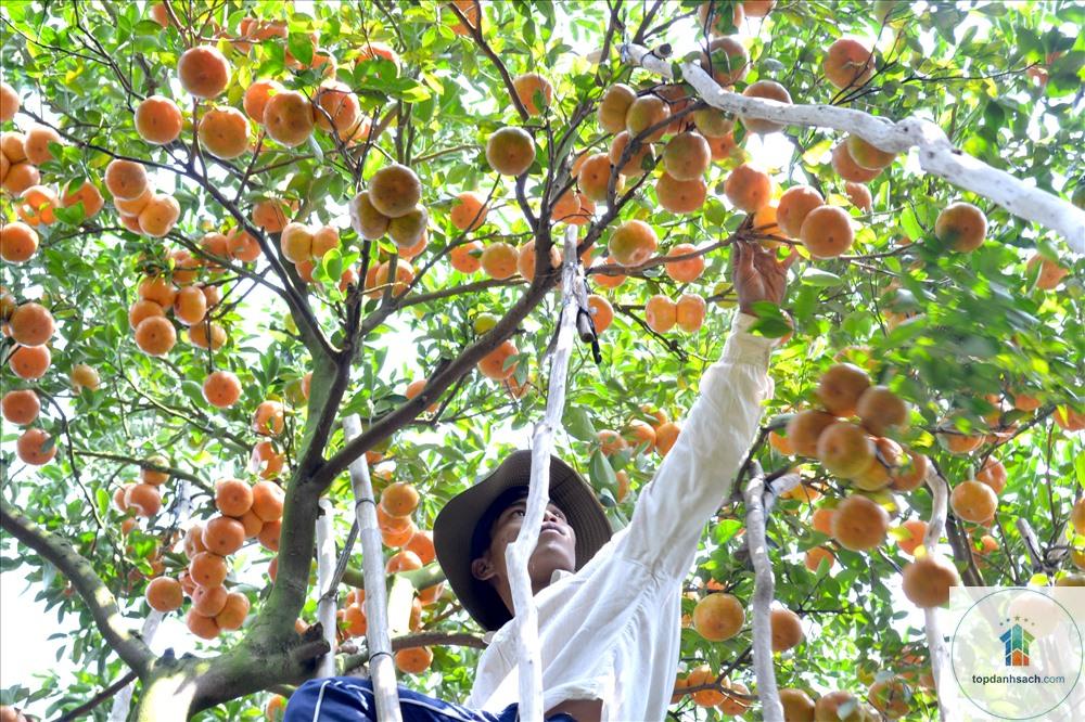 Làng nghề quýt hồng Lai Vung - Hình 1