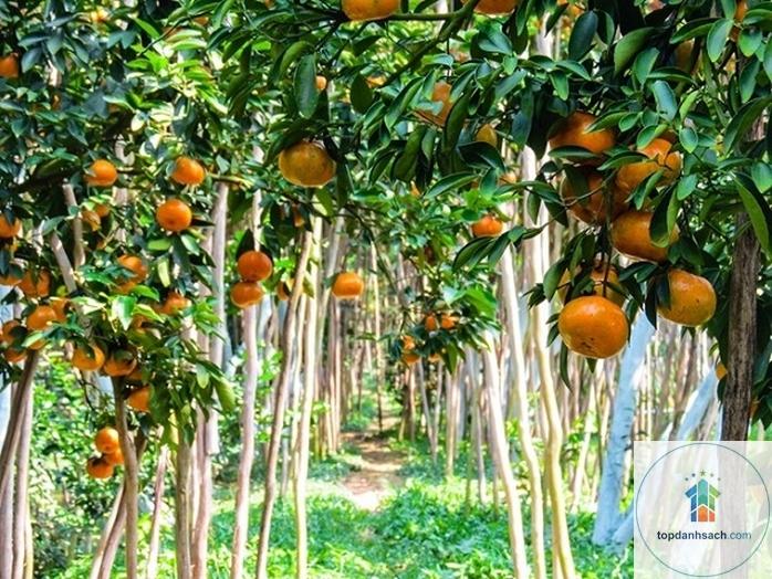 Làng nghề quýt hồng Lai Vung - Hình 3