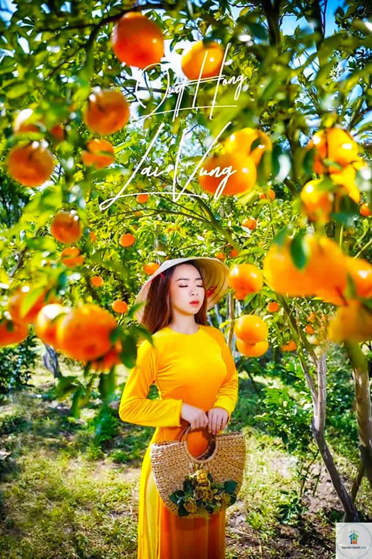 Làng nghề quýt hồng Lai Vung - Hình 4