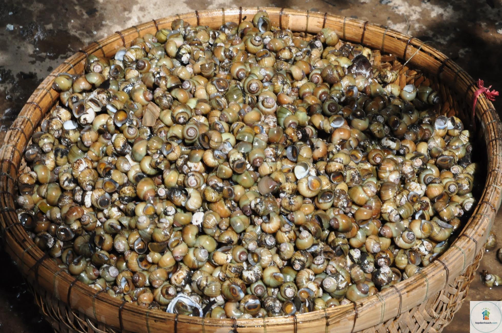 Ốc gạo Phú Đa - Hình 2