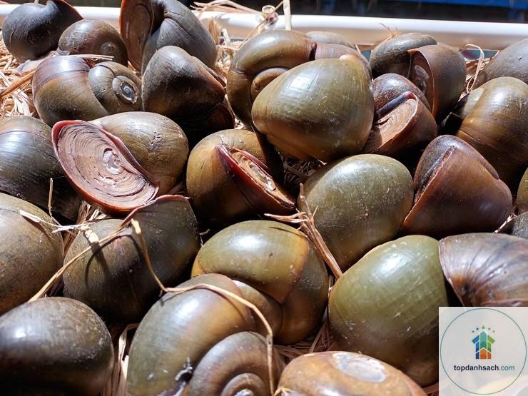 Ốc treo giàn Đồng Tháp - Hình 5