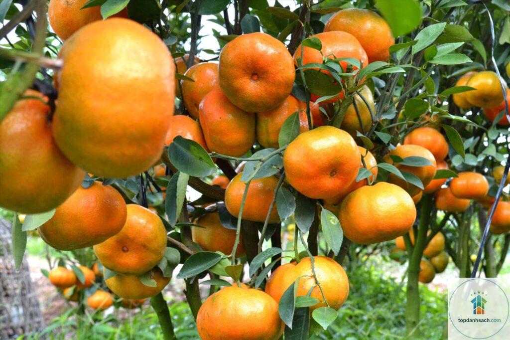 Quýt hồng Lai Vung