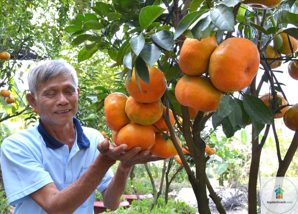 Quýt hồng Lai Vung - Hình 4
