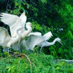Sân chim Vàm Hồ - Khám phá vương quốc chim giữa Đồng Tháp Mười Sân chim Vàm Hồ