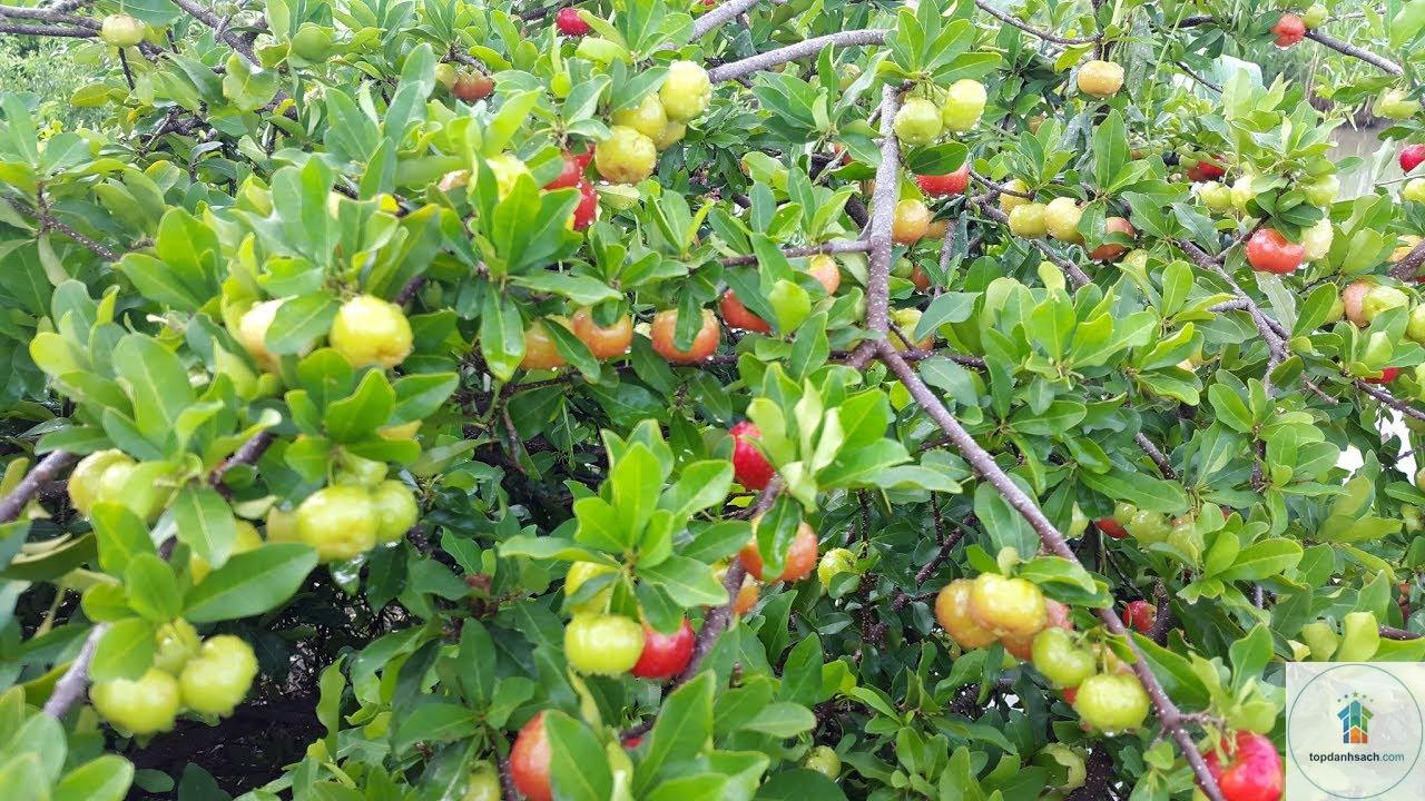 Sơ ri Gò Công - Hình 2