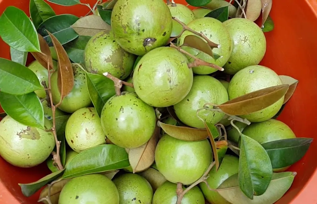 Vú sữa Lò Rèn Vĩnh Kim - Hình 5