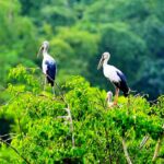 Khám Phá Vườn Cò Bằng Lăng – Điểm Du Lịch Sinh Thái Hoang Sơ Giữa Lòng Cần Thơ Vườn cò Bằng Lăng