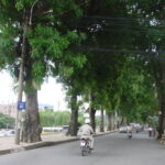 đường bưởi hà nội