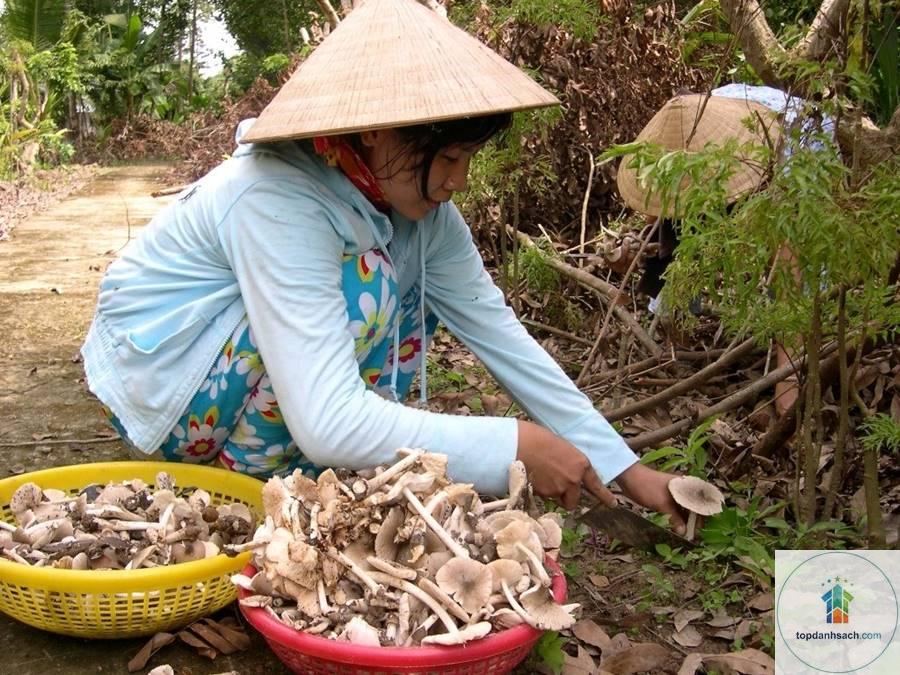 nấm mối bến tre - Hình 2