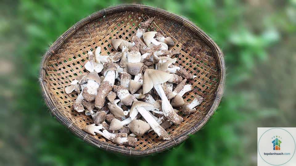 nấm mối bến tre - Hình 3
