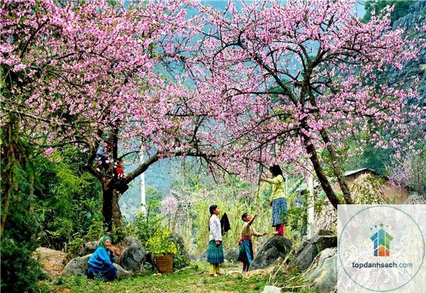 kinh nghiệm du lịch mộc châu - Hình 4
